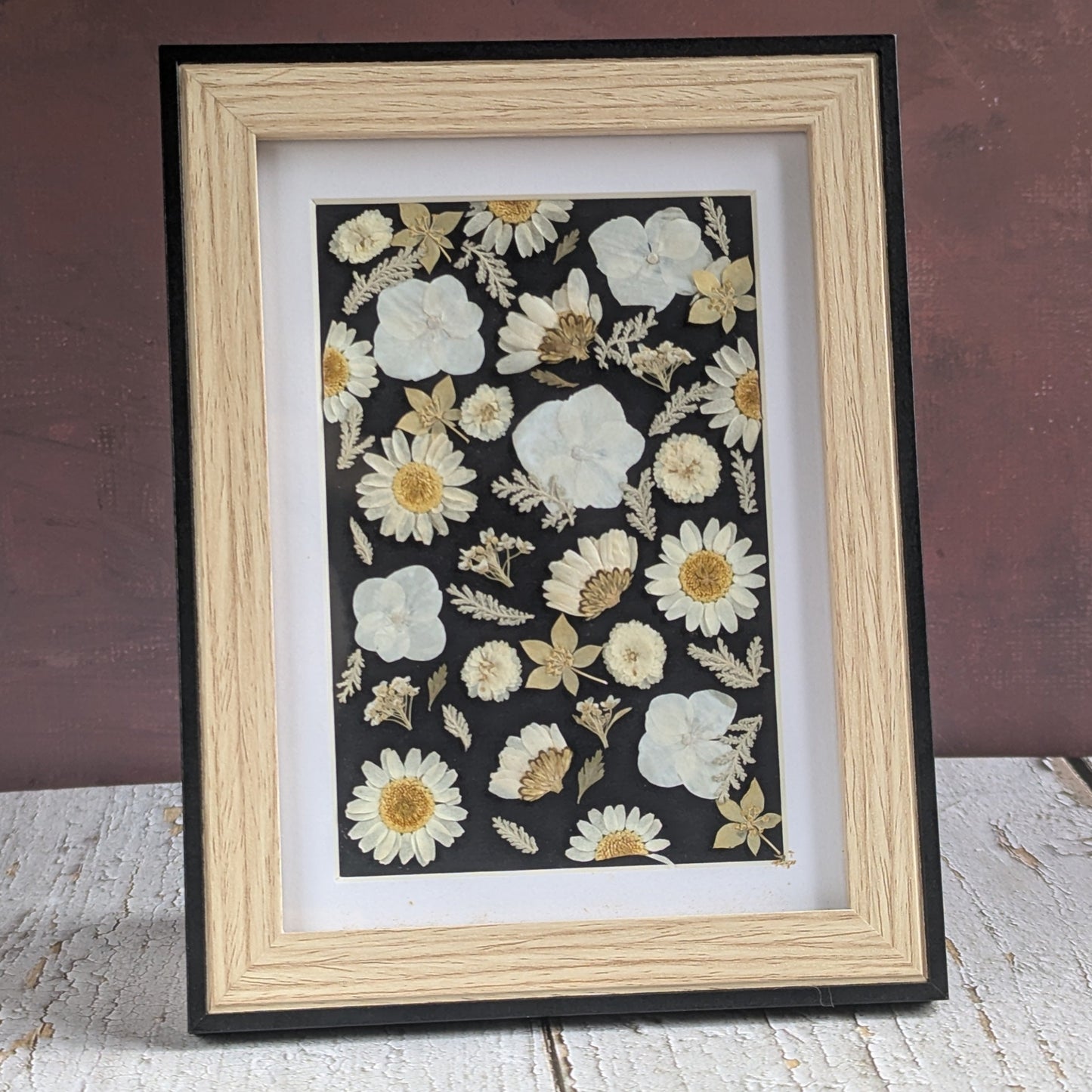 Composition de fleurs séchées pressées sur fond noir, encadrée, collection herbier