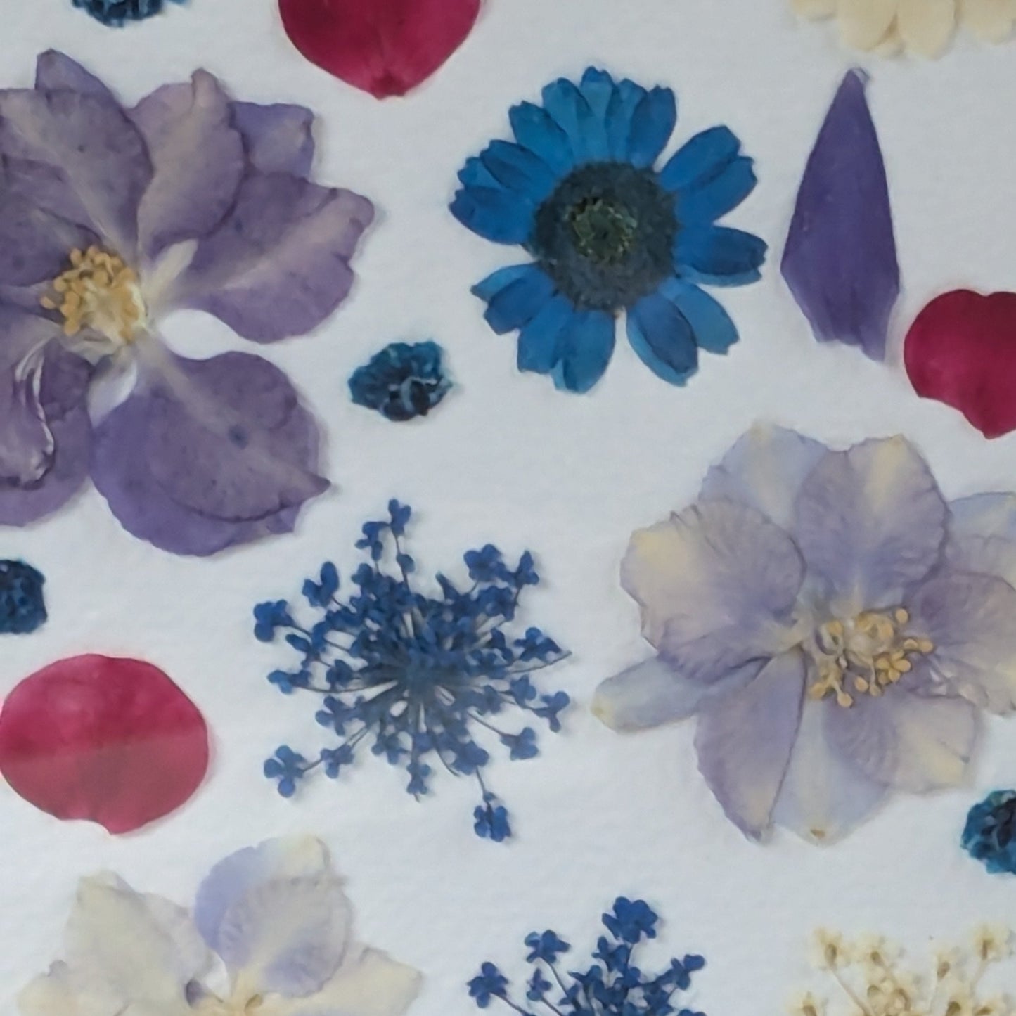 Gros plan sur les fleurs séchées pressées bleues et violettes composant une création Florésie