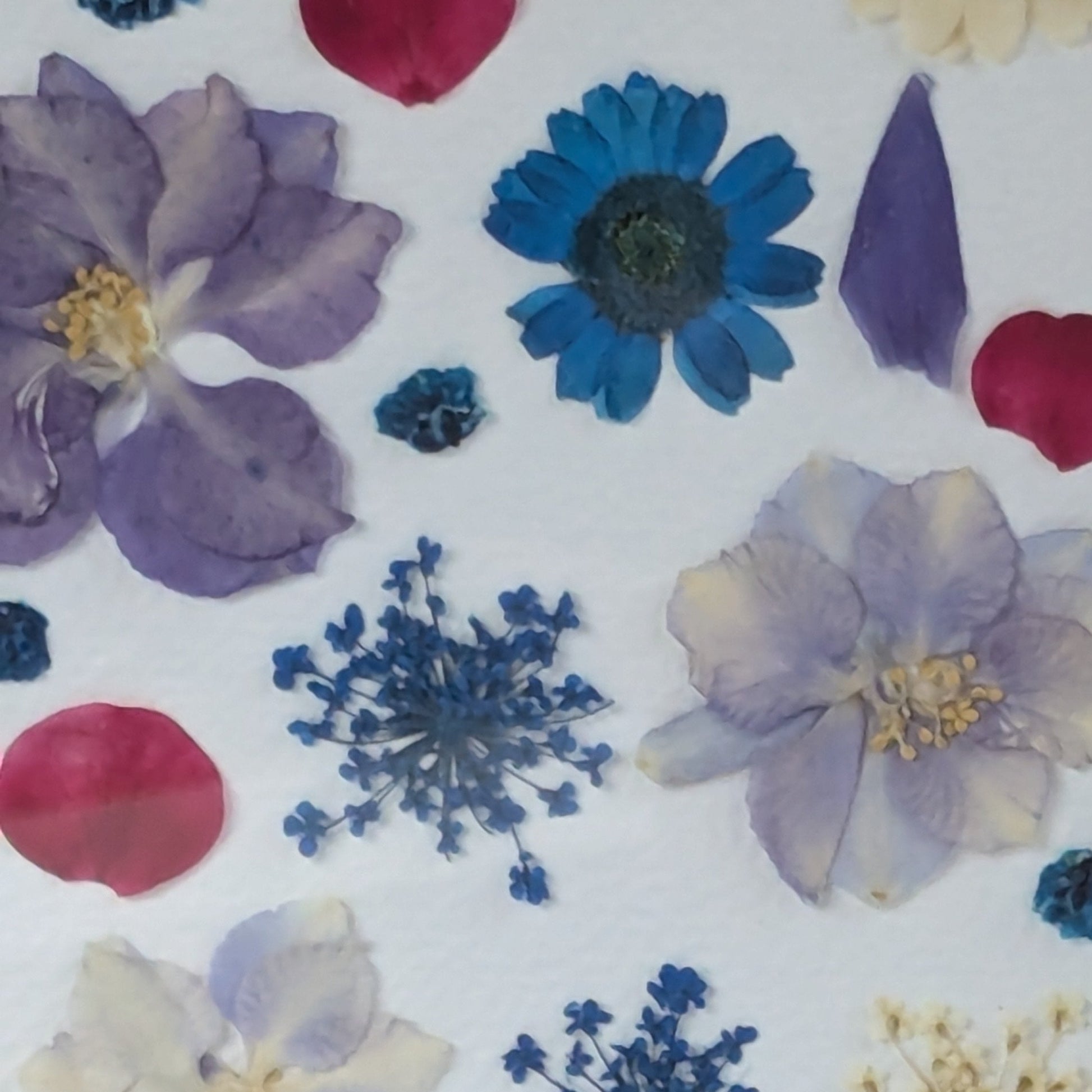 Gros plan sur les fleurs séchées pressées bleues et violettes composant une création Florésie
