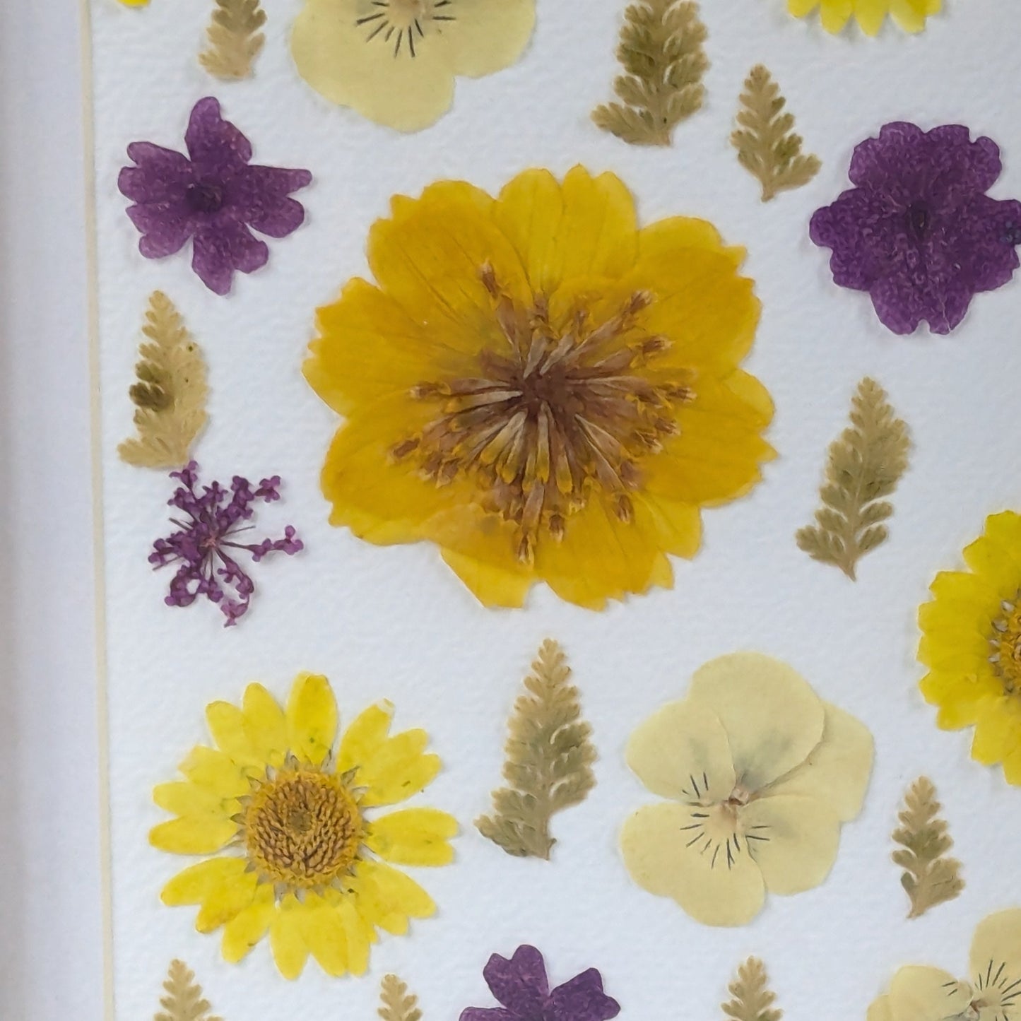 Gros plan sur les fleurs séchées pressées jaunes et violettes composant un cadre Florésie