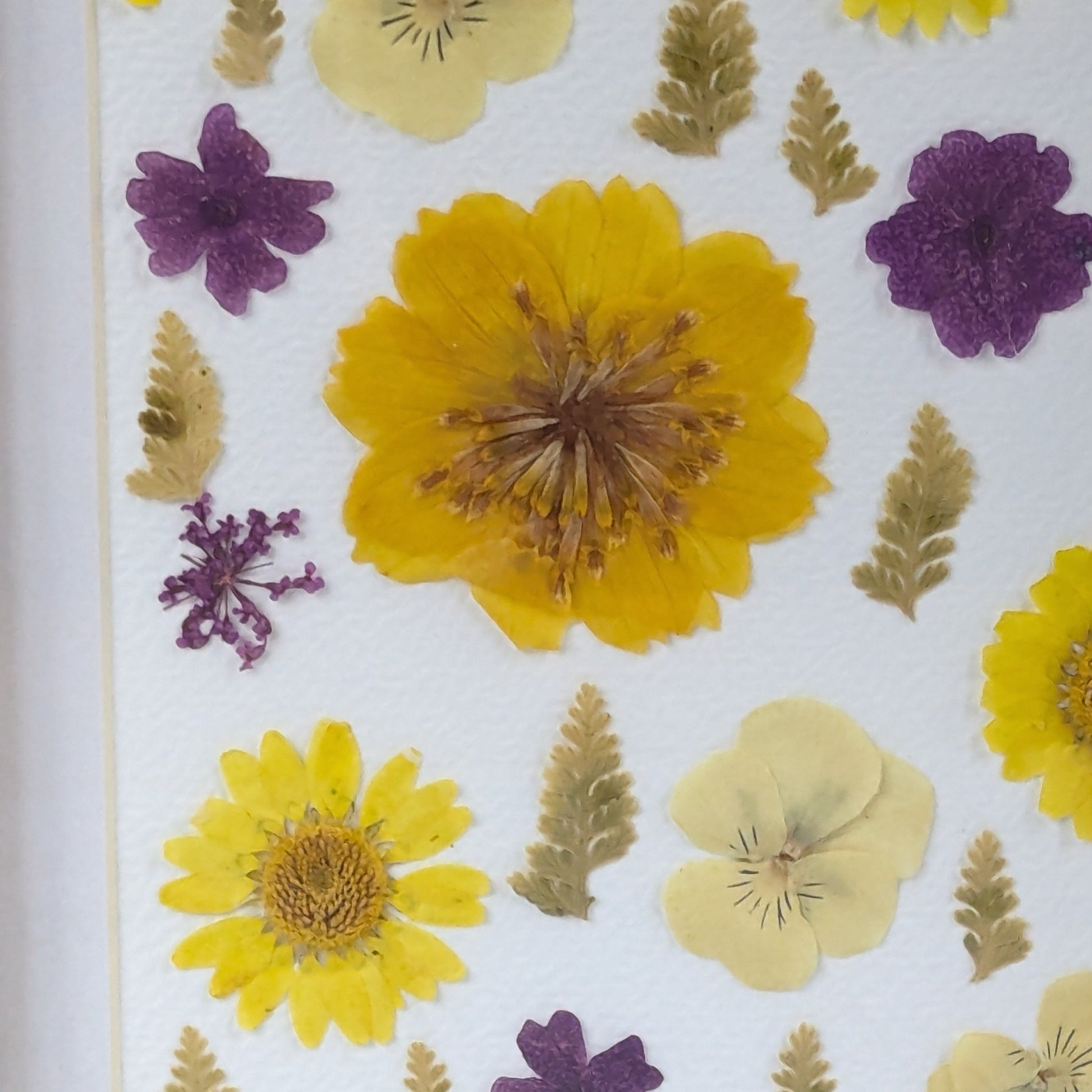 Gros plan sur les fleurs séchées pressées jaunes et violettes composant un cadre Florésie