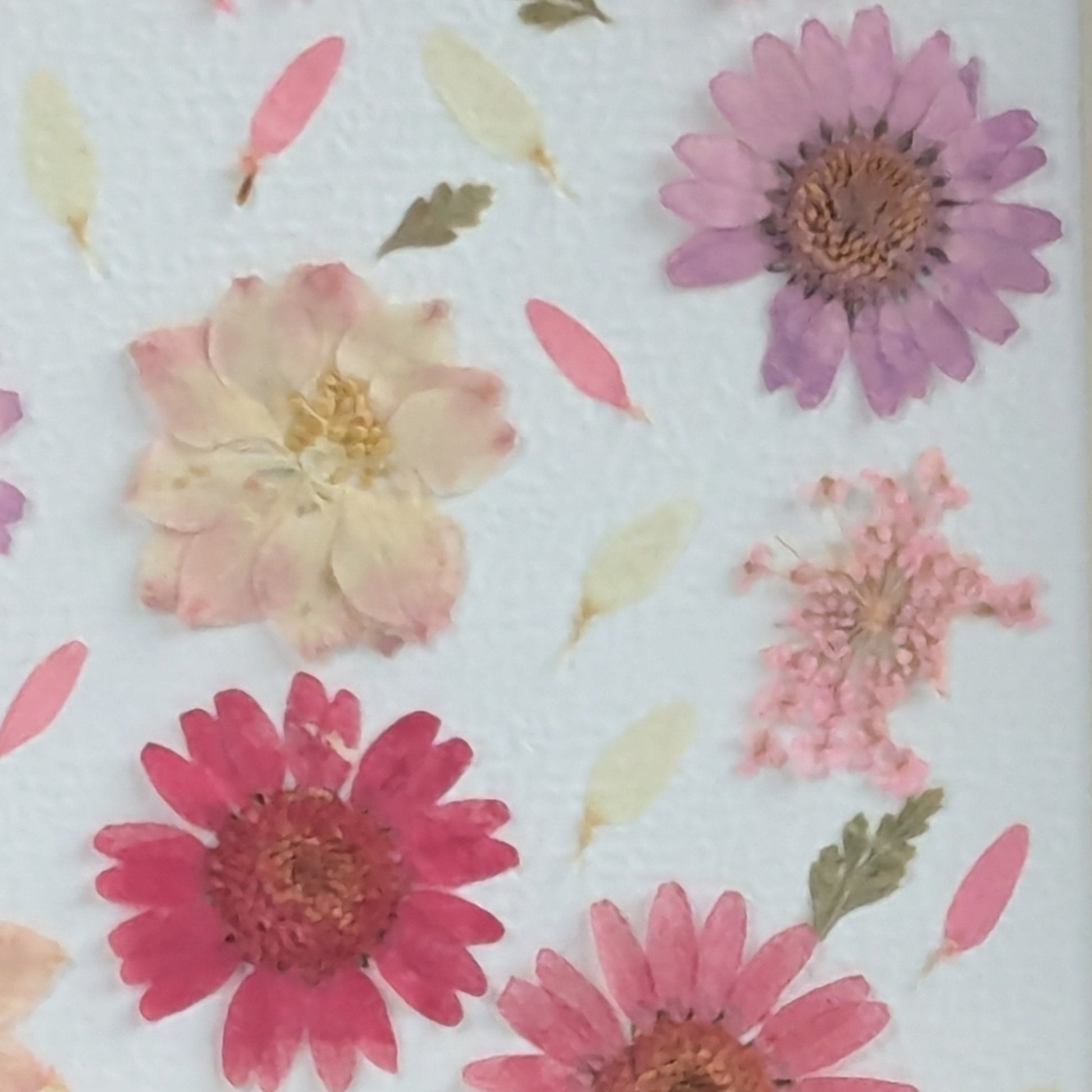 Détail de la composition florale en fleurs séchées pressées roses du cadre Herbier coloré